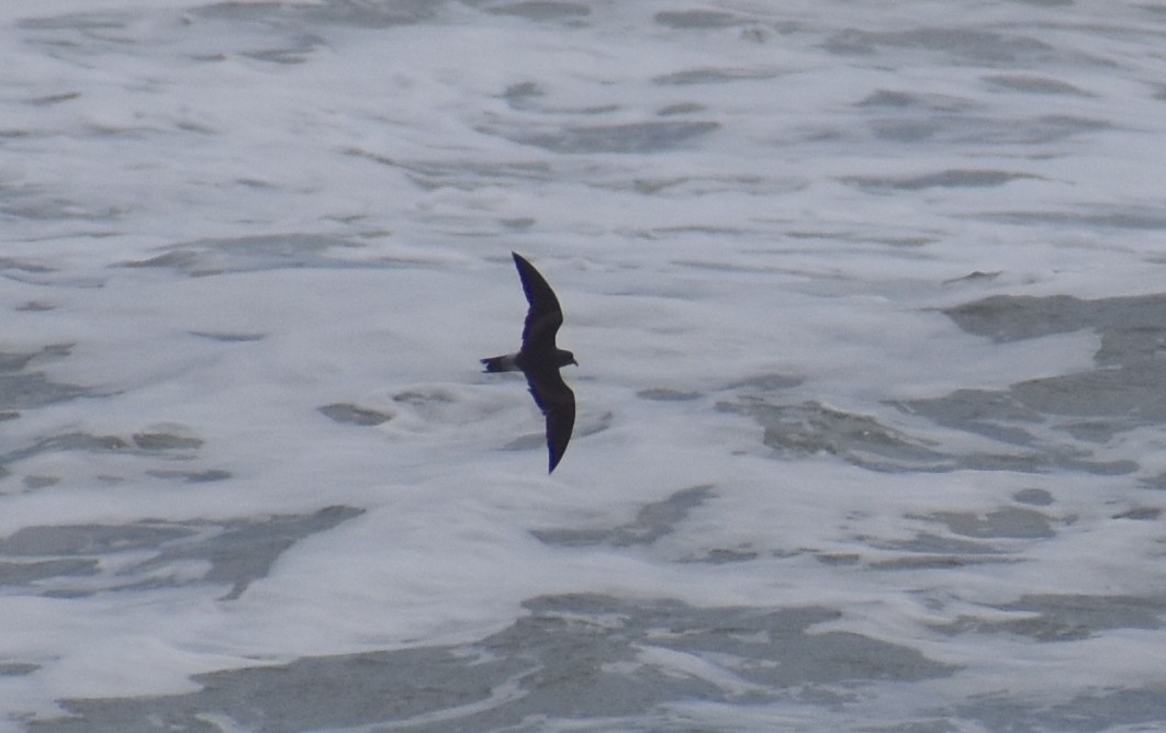 Leach's Storm-Petrel - ML620626743