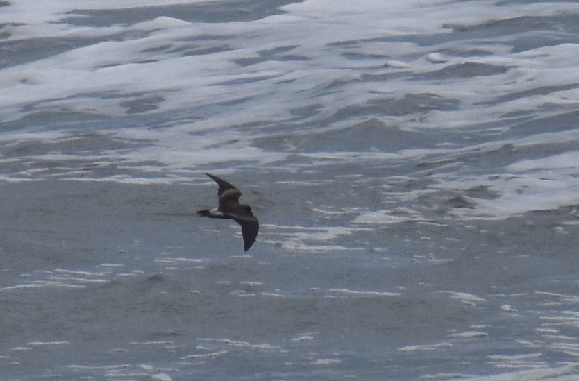 Leach's Storm-Petrel - ML620626744