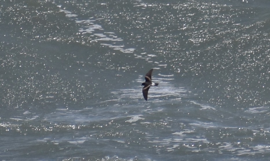 Leach's Storm-Petrel - ML620626745