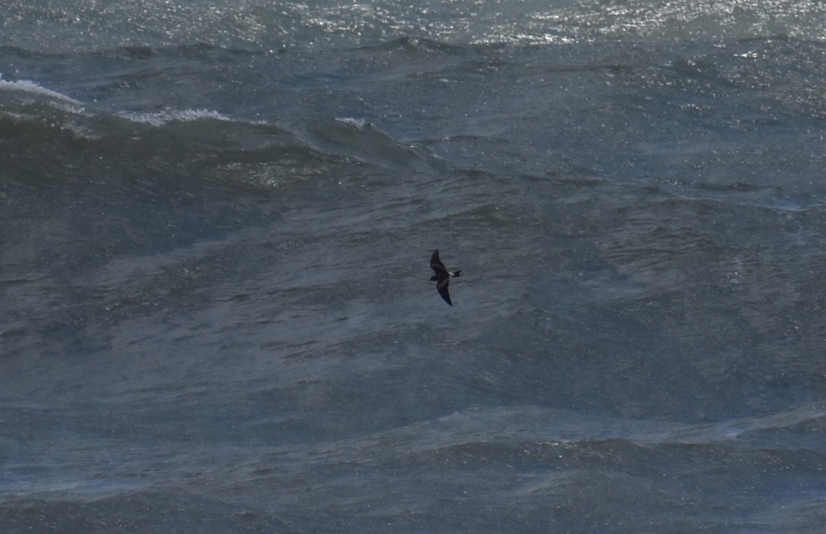 Leach's Storm-Petrel - ML620626746