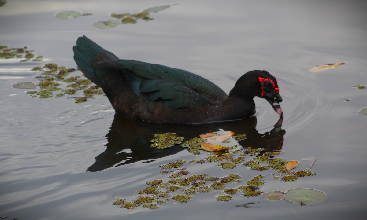 Muscovy Duck - ML620626747