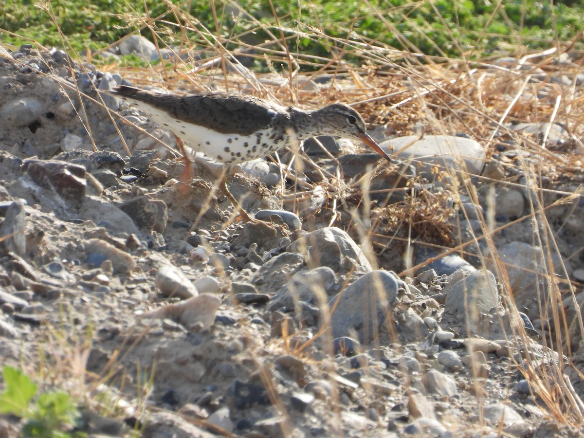 Spotted Sandpiper - ML620626749