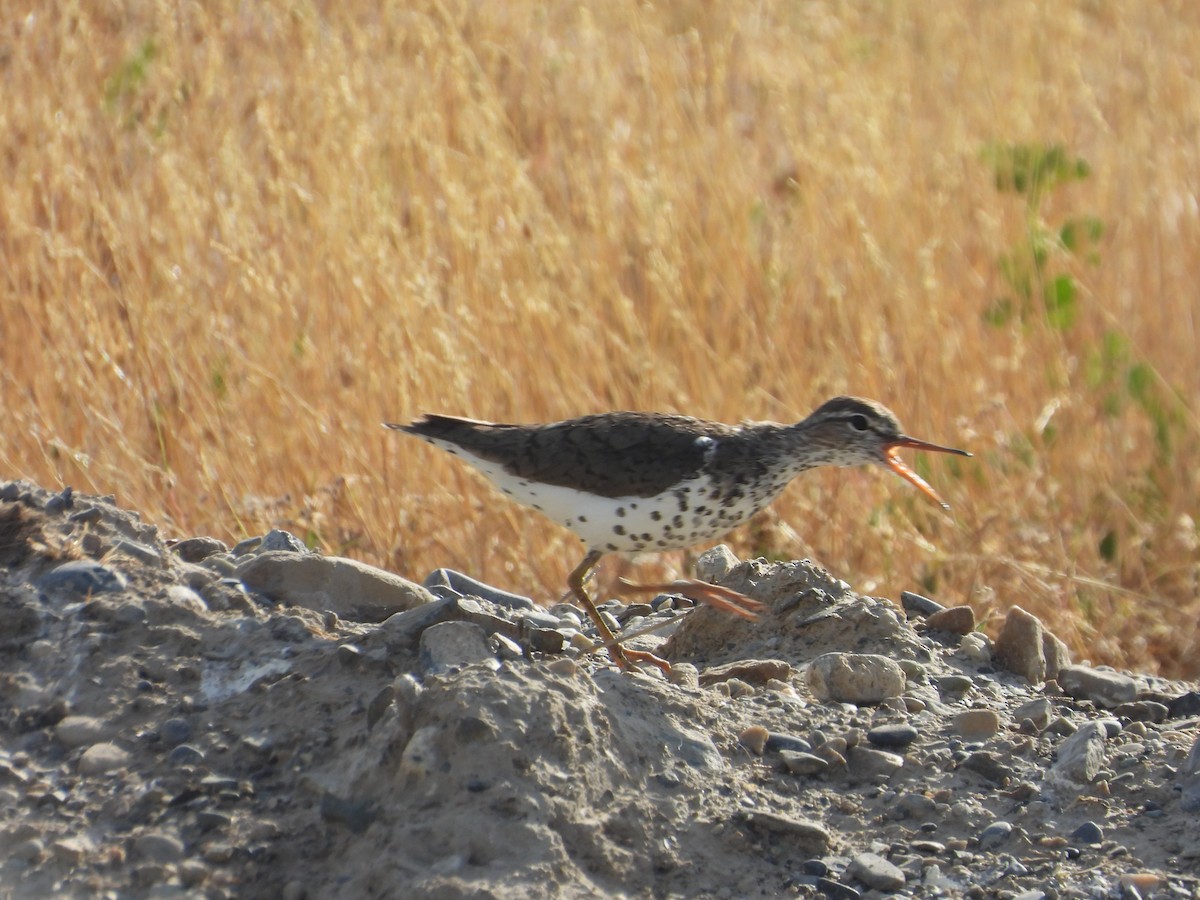 Spotted Sandpiper - Tom Wuenschell