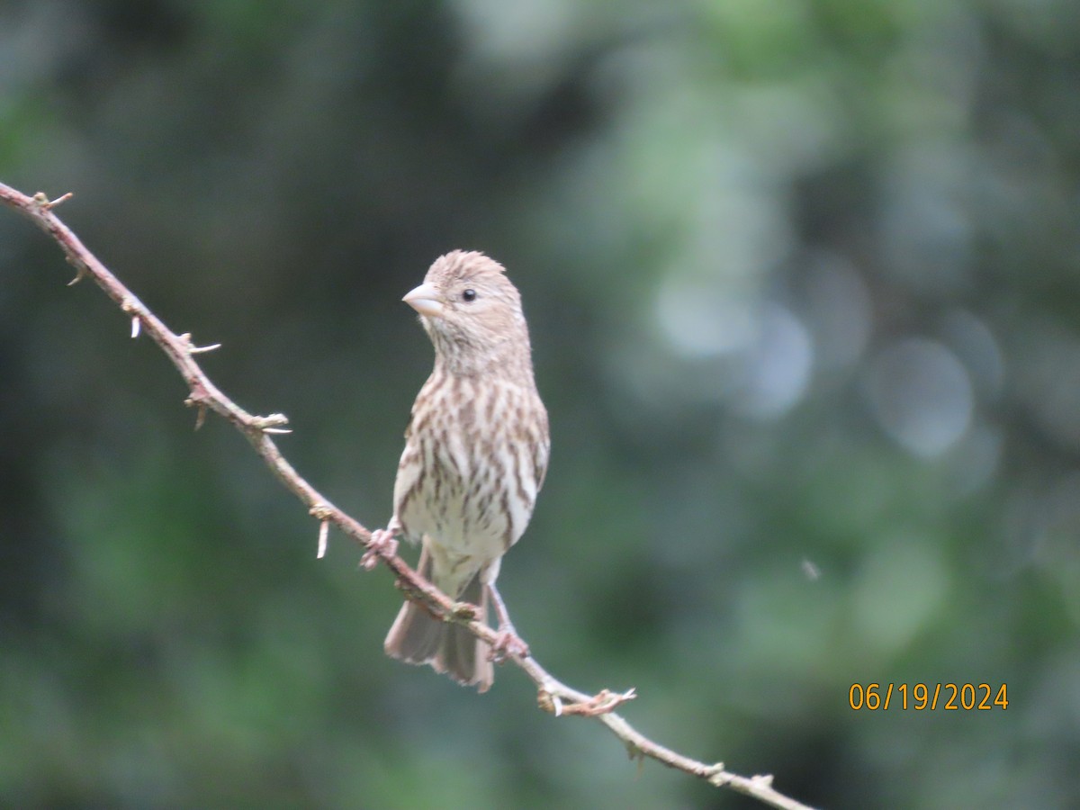 House Finch - ML620626760