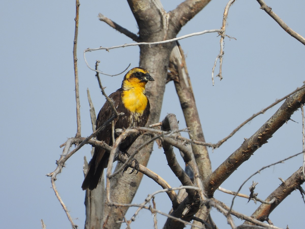 Yellow-headed Blackbird - ML620626764