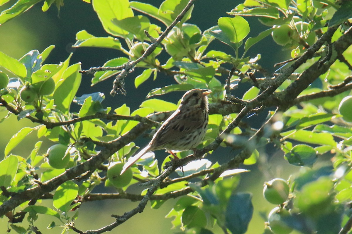 Song Sparrow - ML620626765