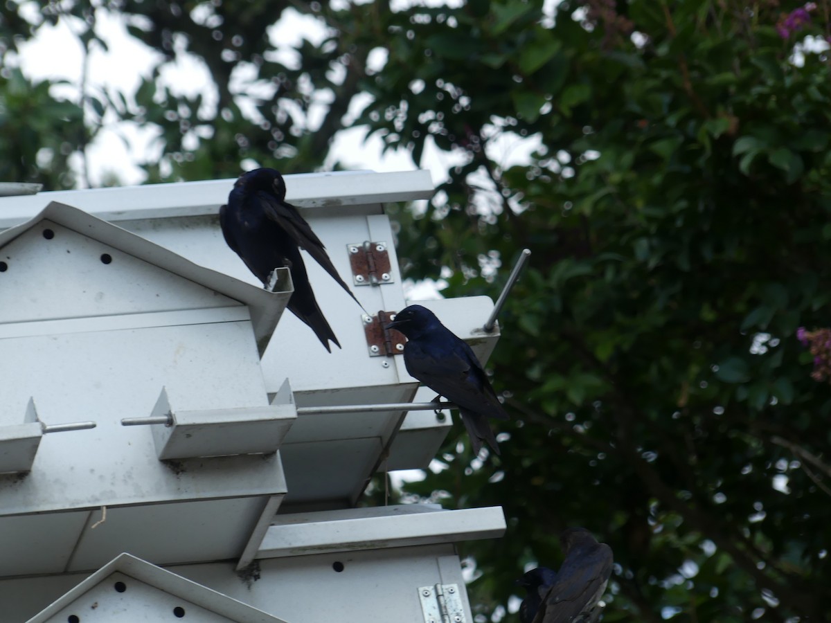 Purple Martin - ML620626766