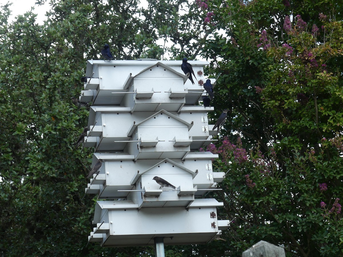 Purple Martin - ML620626767