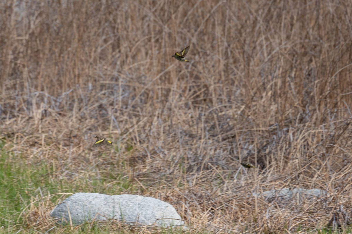 Pine Siskin - ML620626768