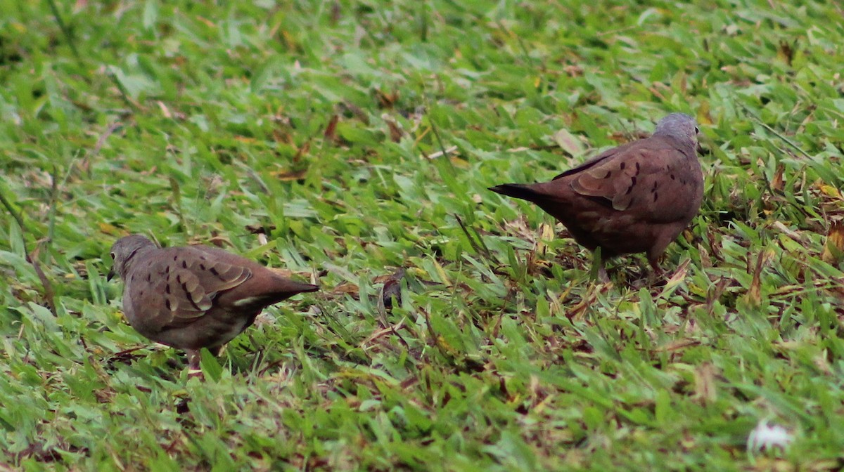 Ruddy Ground Dove - ML620626769