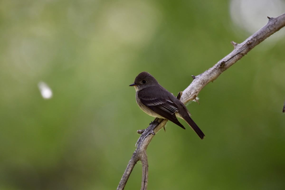 Western Wood-Pewee - ML620626770