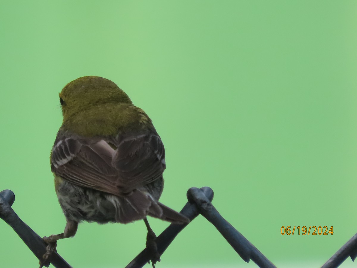 Pine Warbler - ML620626771