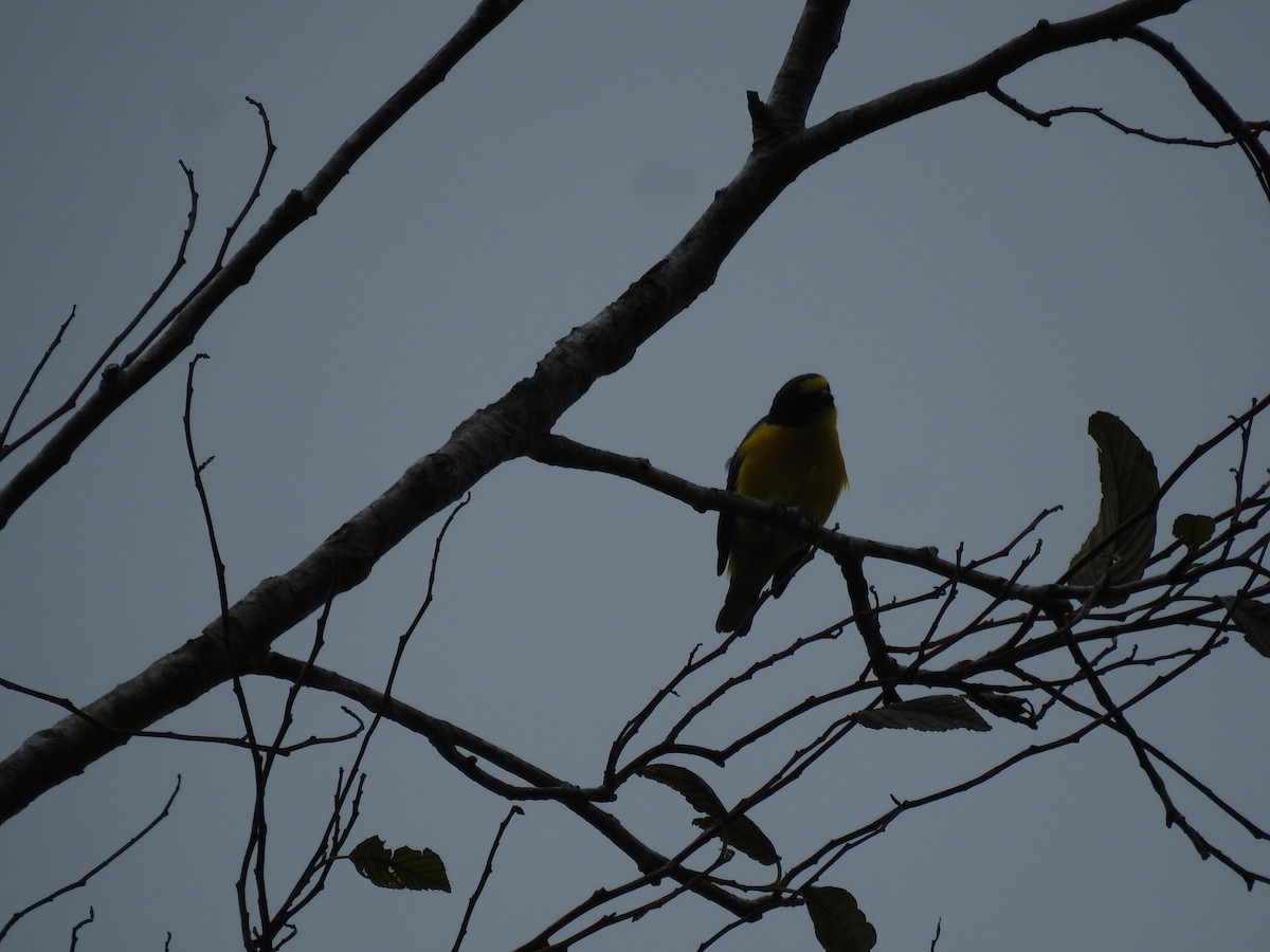 Yellow-throated Euphonia - ML620626776