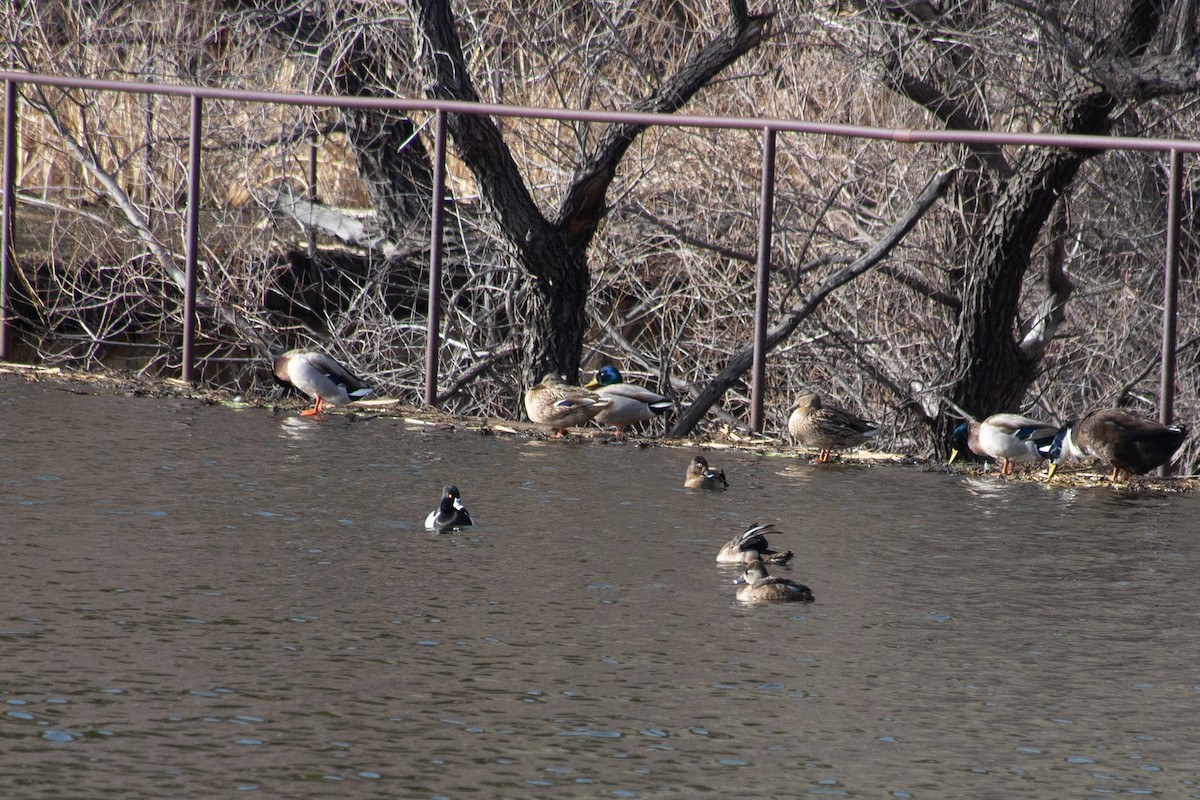 Ring-necked Duck - ML620626777