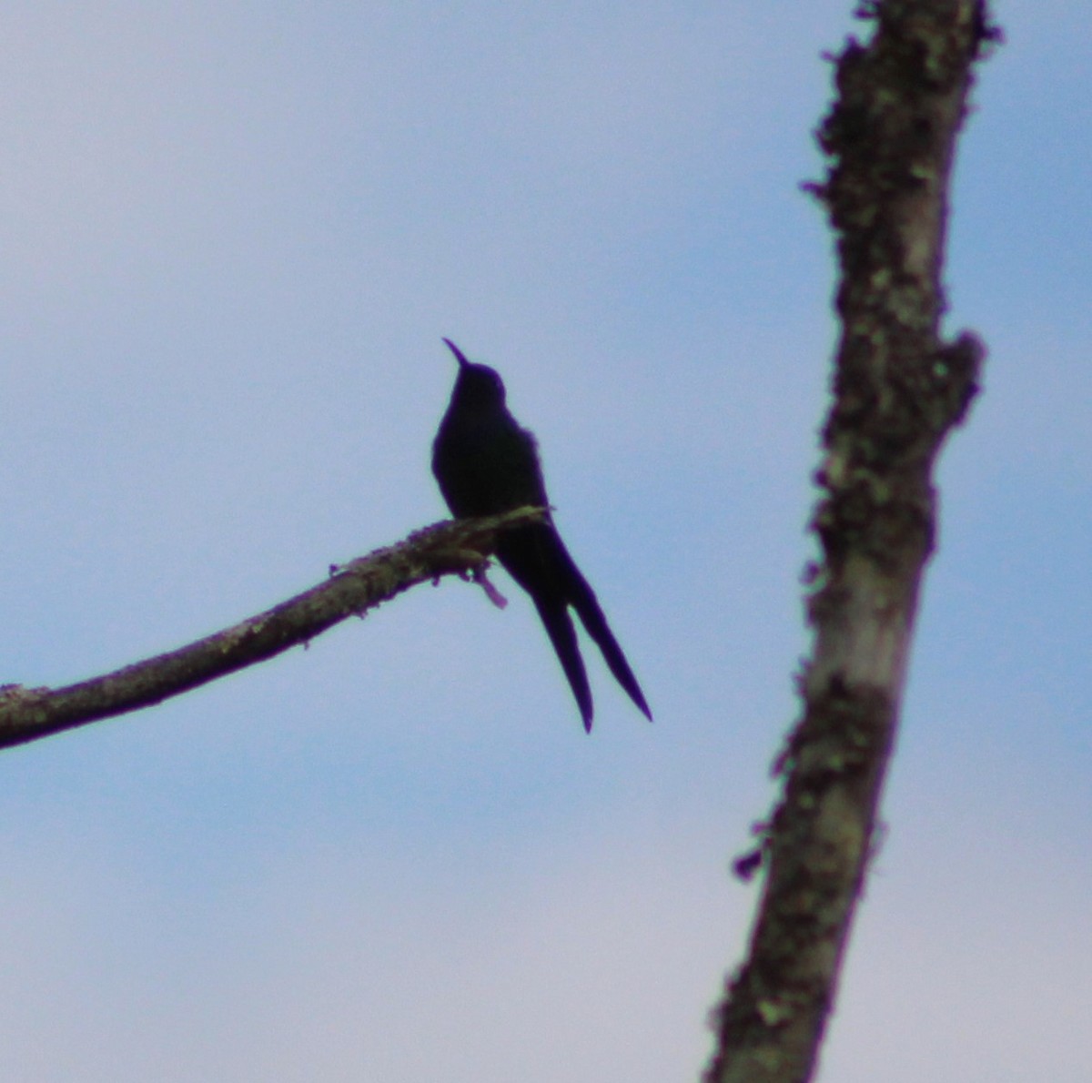 Swallow-tailed Hummingbird - ML620626779