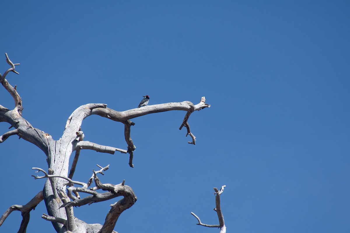 Acorn Woodpecker - ML620626780