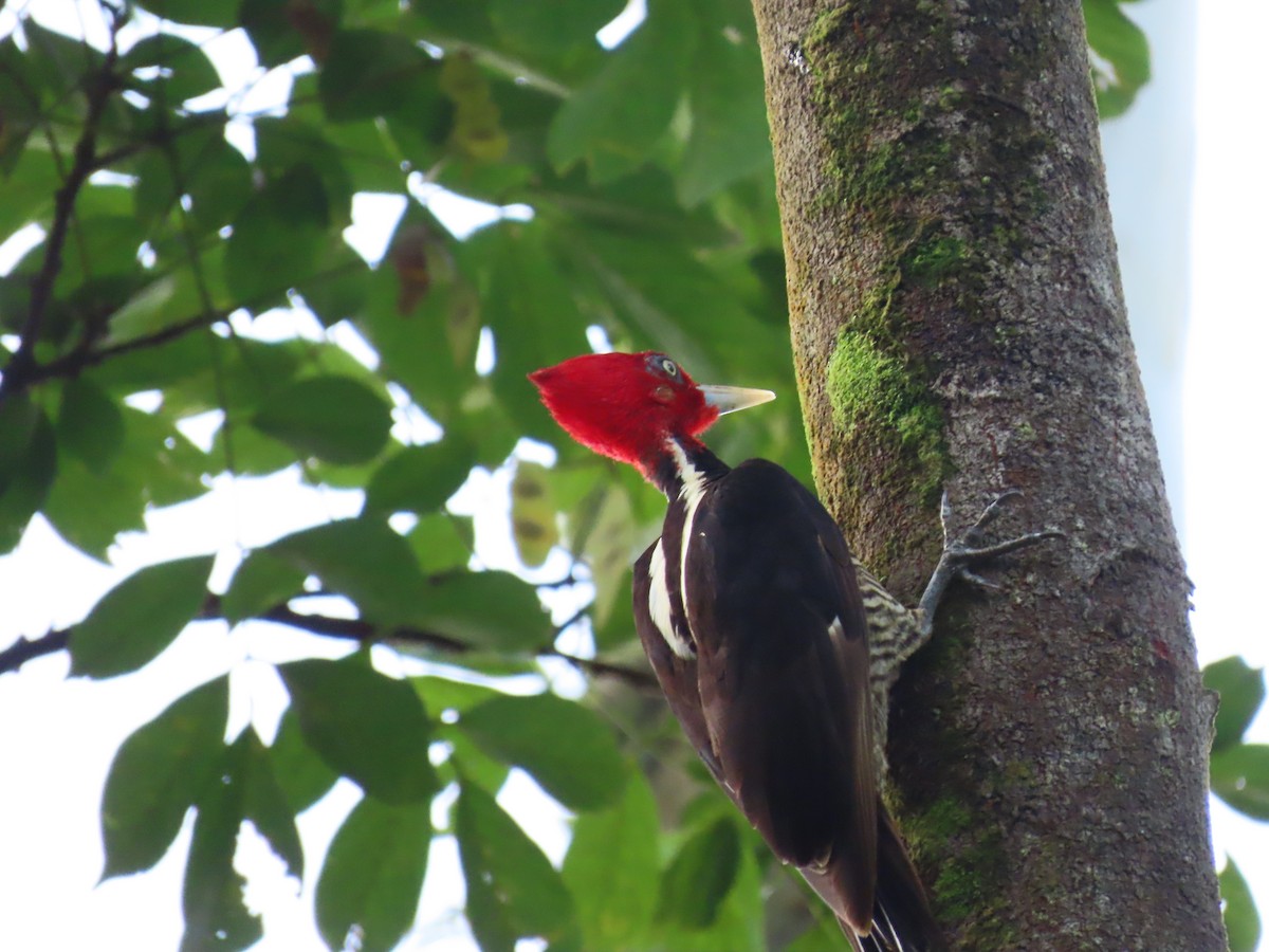 Pale-billed Woodpecker - ML620626781