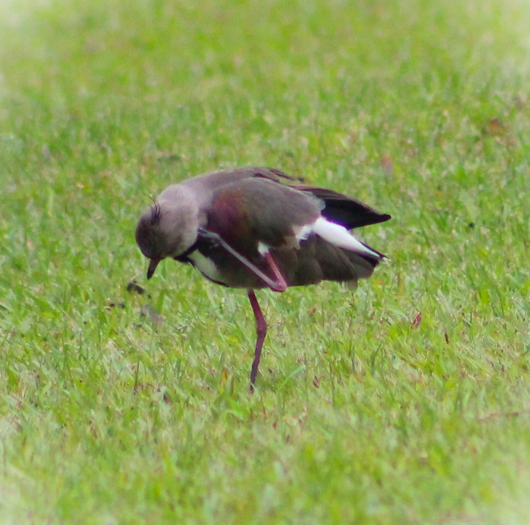 Southern Lapwing - ML620626783