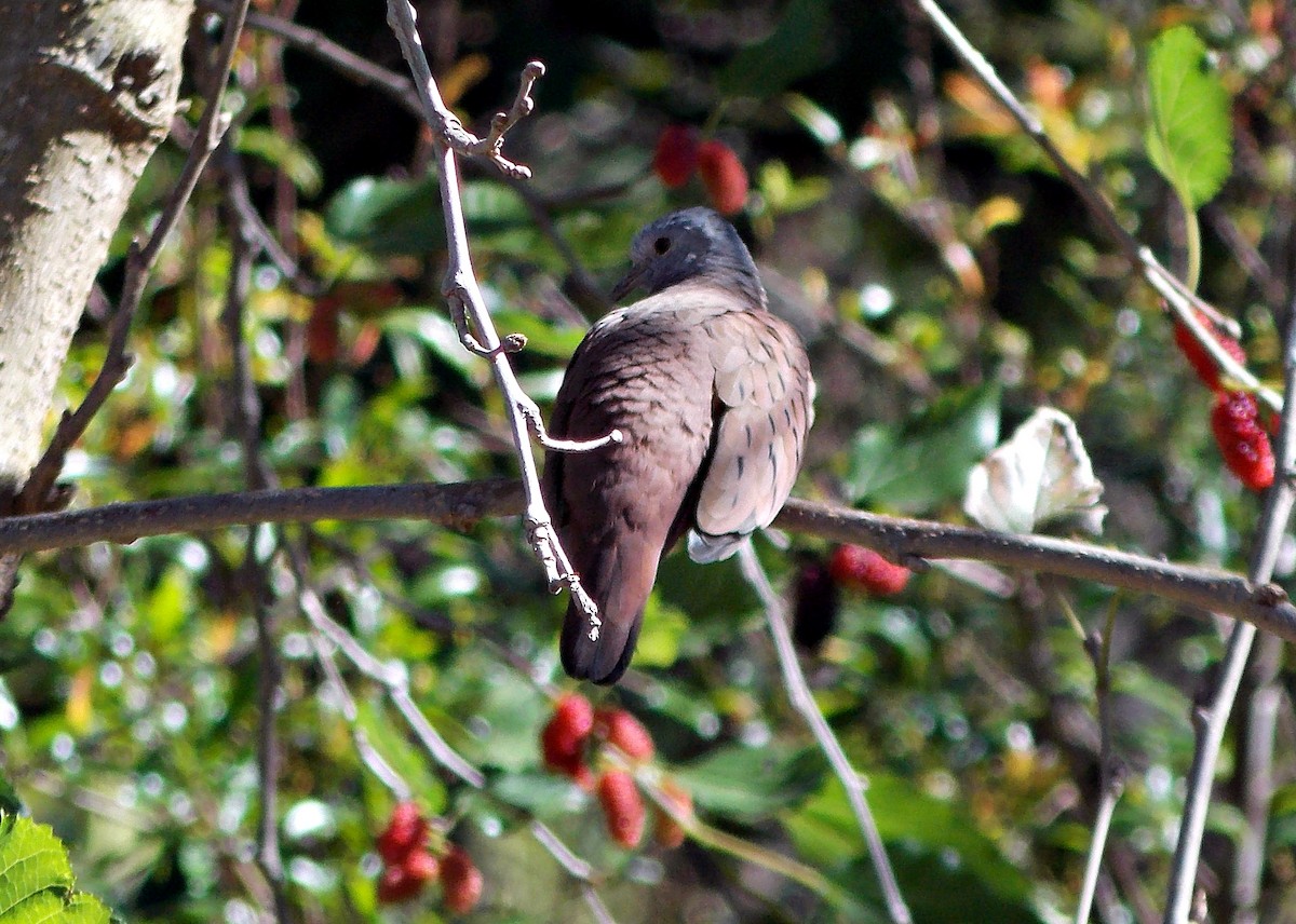 Ruddy Ground Dove - ML620626795