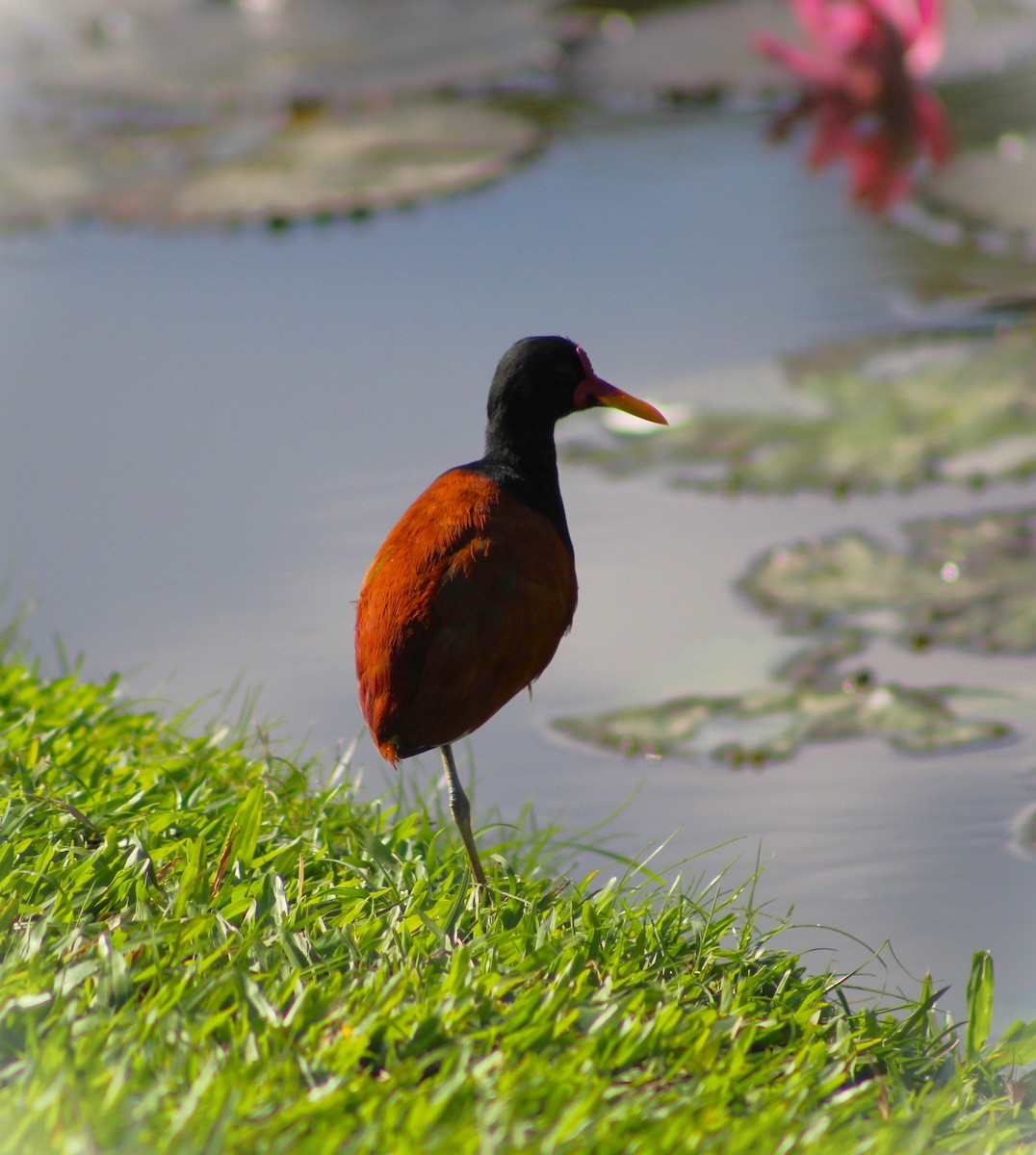 Jacana Suramericana - ML620626802