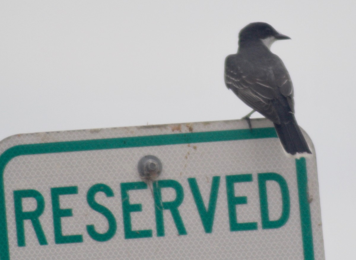 Eastern Kingbird - ML620626805