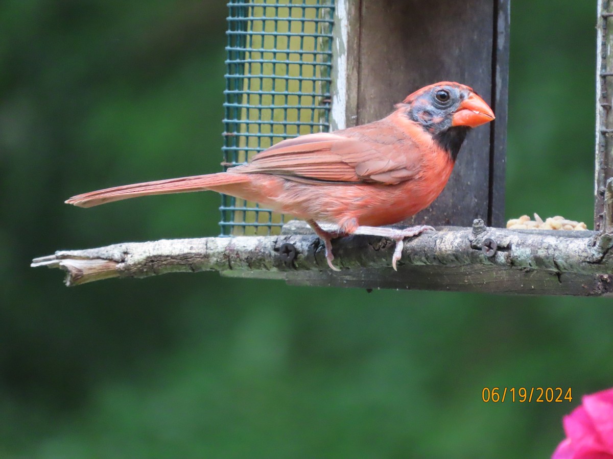 Northern Cardinal - ML620626813