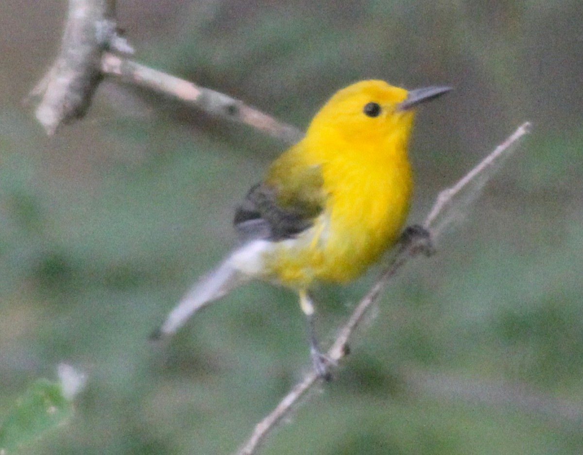 Prothonotary Warbler - ML620626817