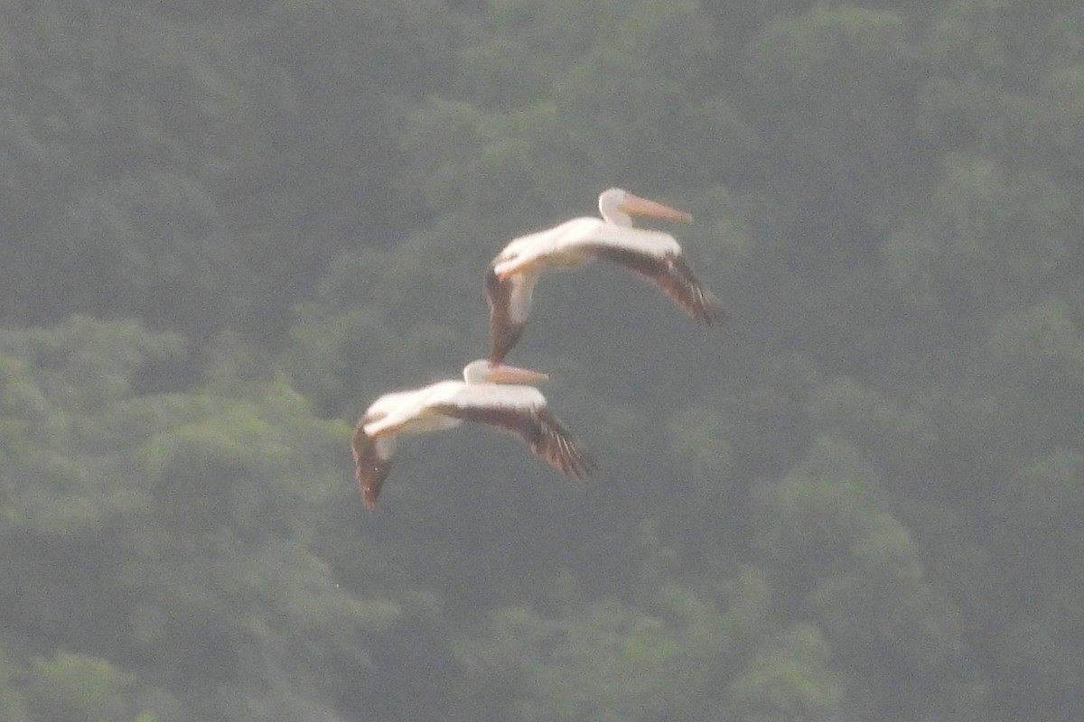 pelikán severoamerický - ML620626820
