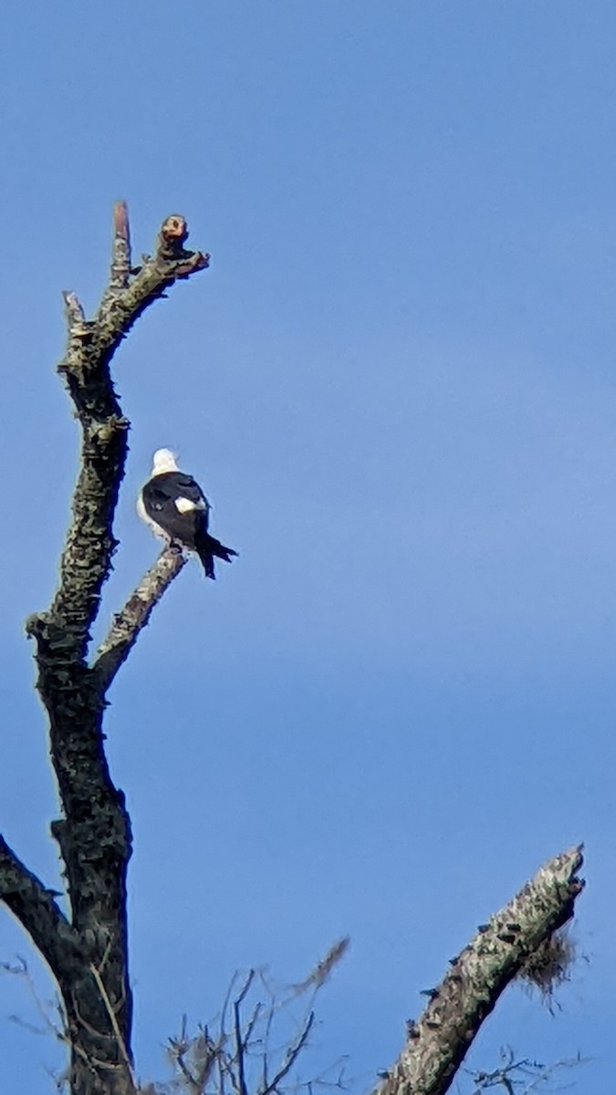 Swallow-tailed Kite - ML620626823