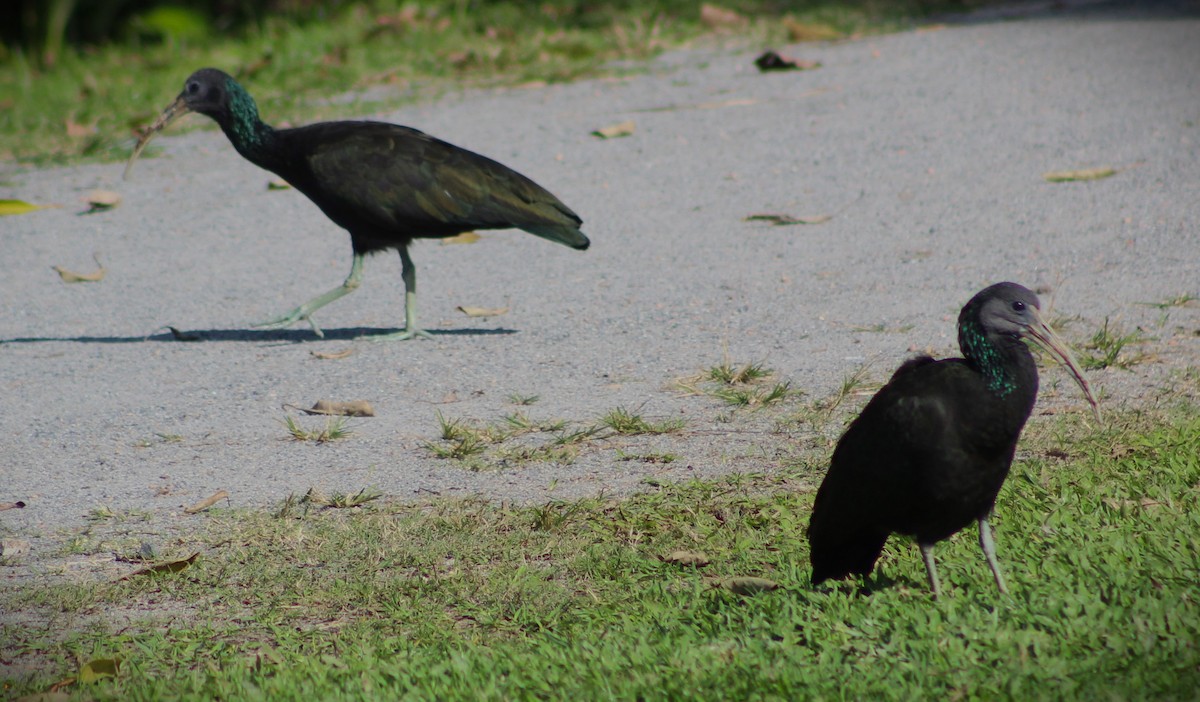 ibis zelený - ML620626825