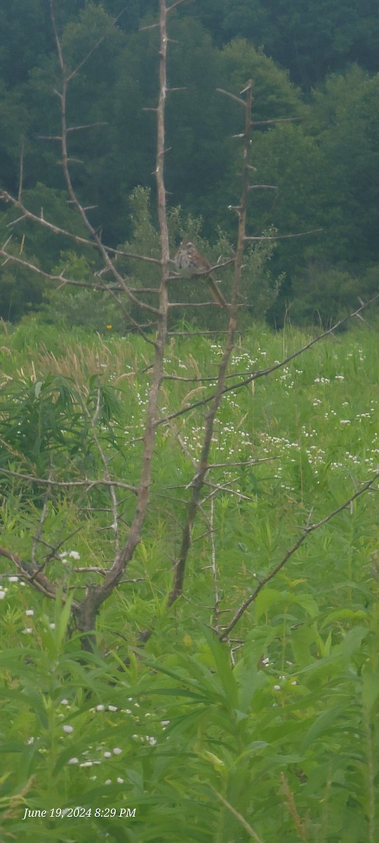 Song Sparrow - ML620626826