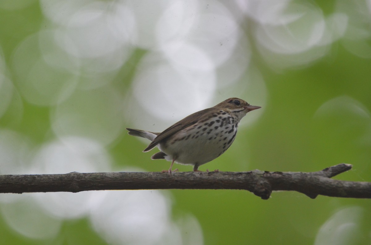 Ovenbird - ML620626833