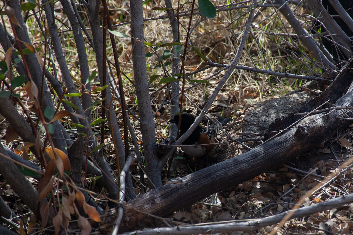 Spotted Towhee - ML620626834