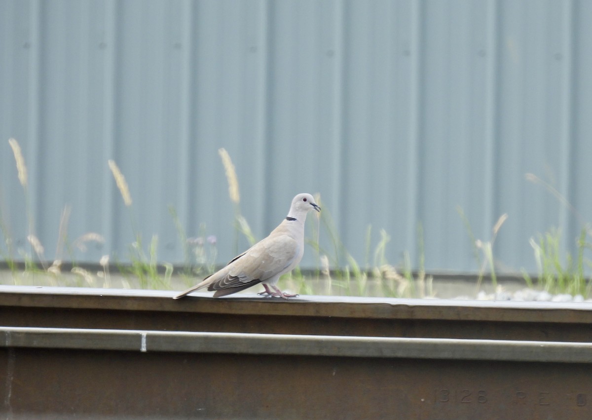 灰斑鳩 - ML620626842