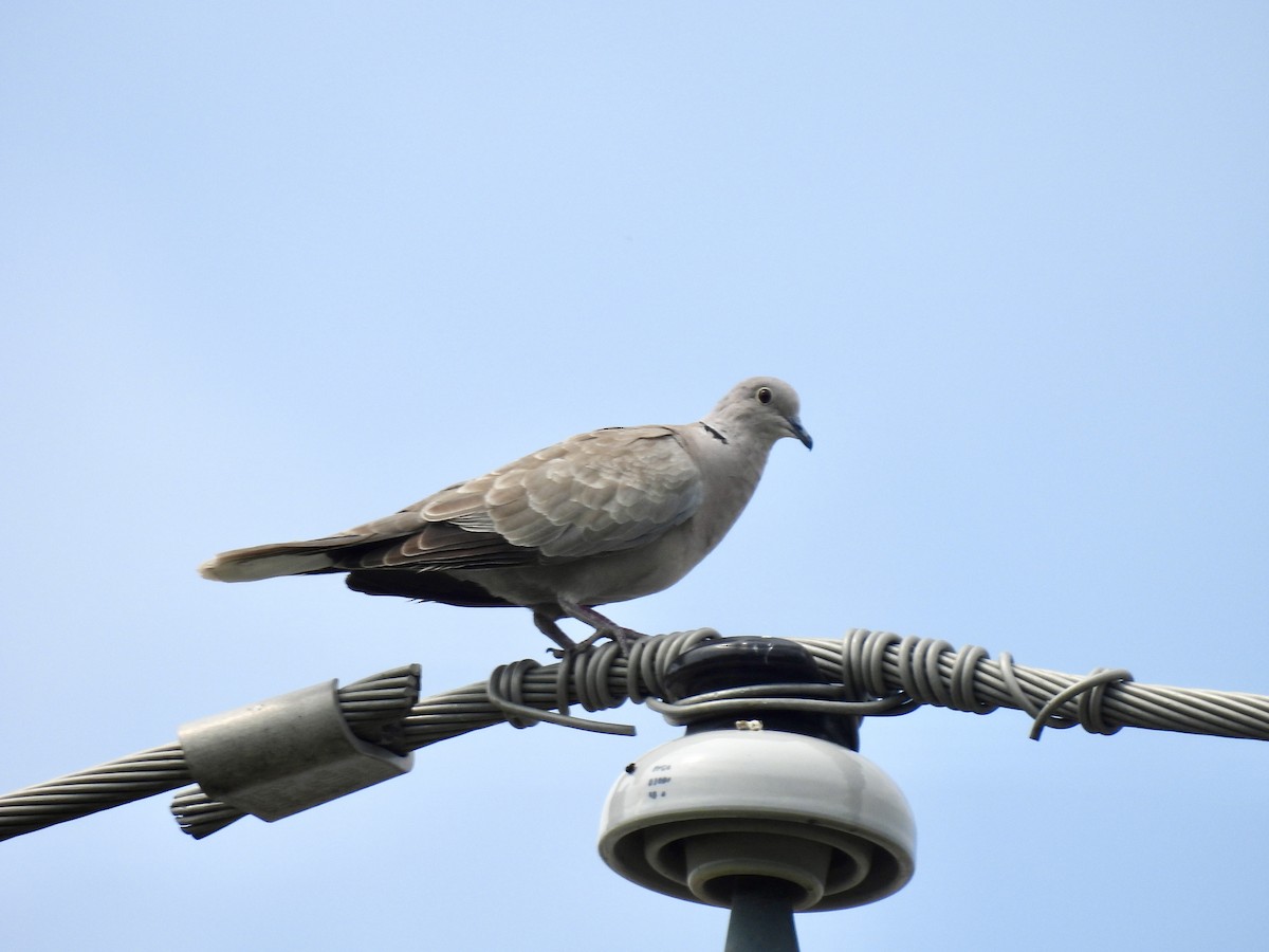 Eurasian Collared-Dove - ML620626843