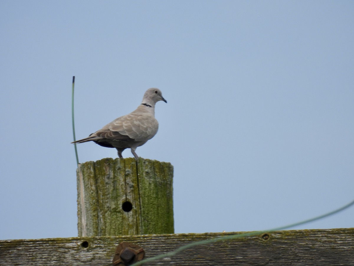 Eurasian Collared-Dove - ML620626844