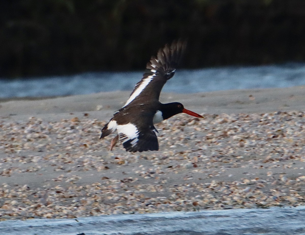 American Oystercatcher - ML620626854