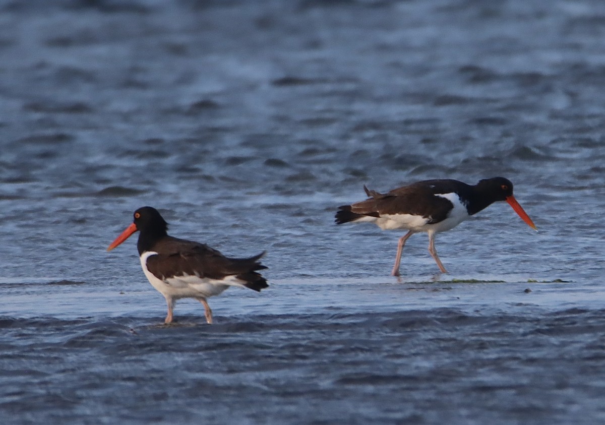 American Oystercatcher - ML620626855