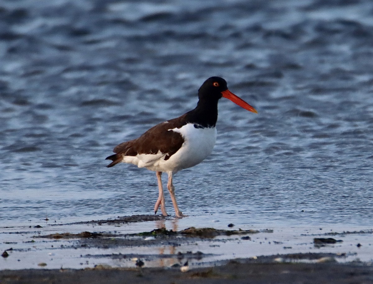 American Oystercatcher - ML620626856