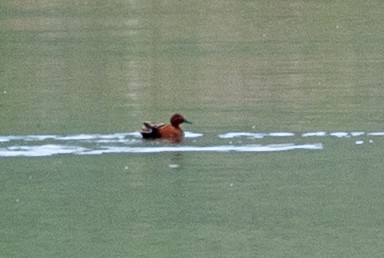 Cinnamon Teal - Yixiao Liu