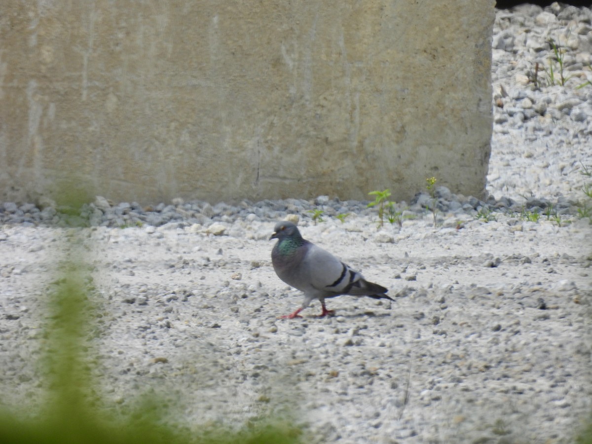 Rock Pigeon (Feral Pigeon) - ML620626858