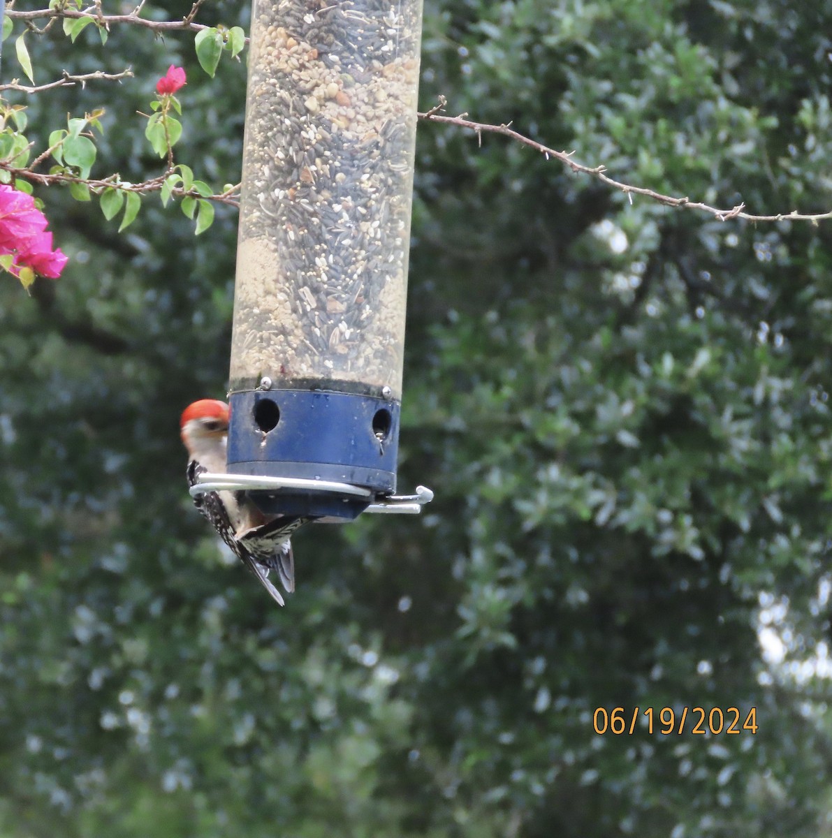 Red-bellied Woodpecker - ML620626859