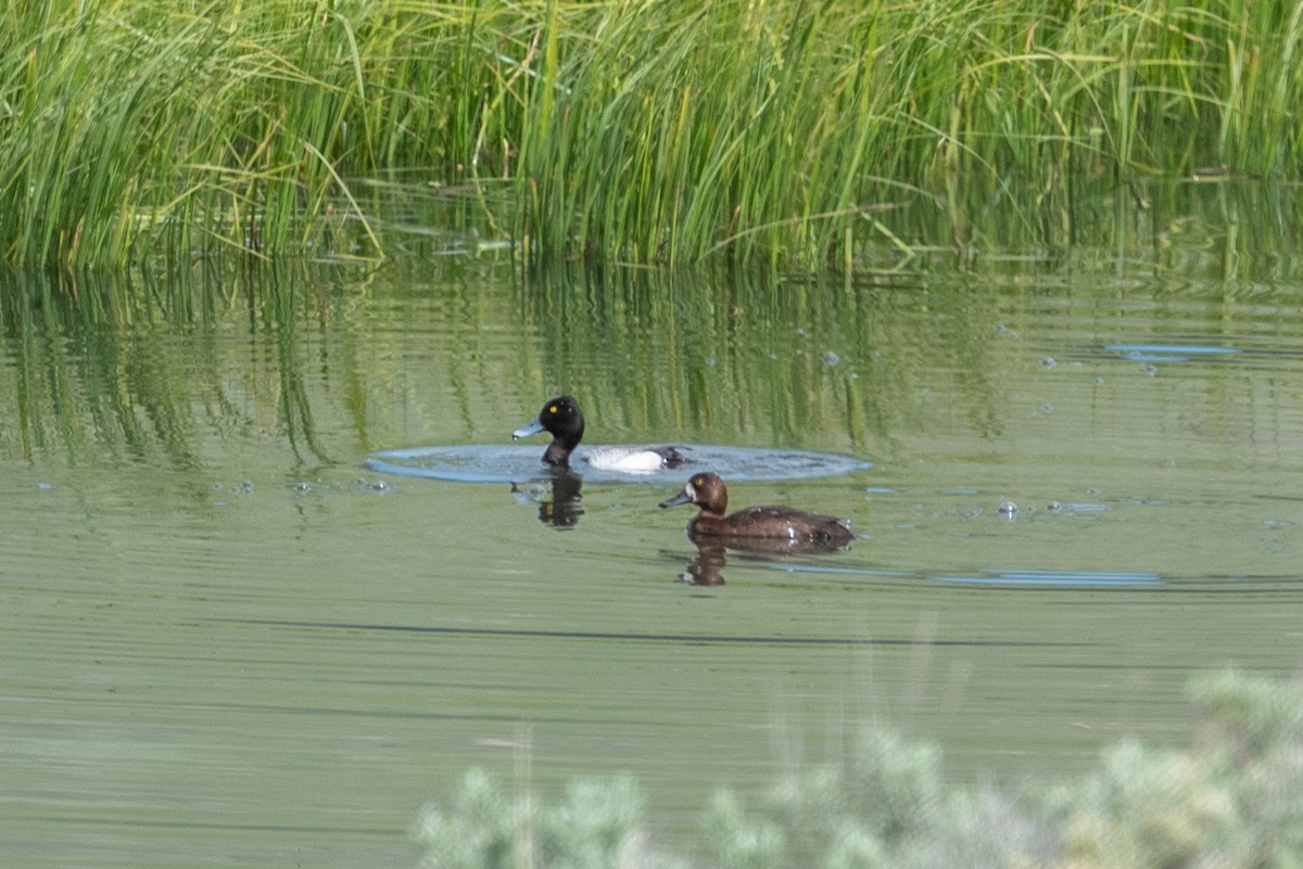 Lesser Scaup - ML620626861