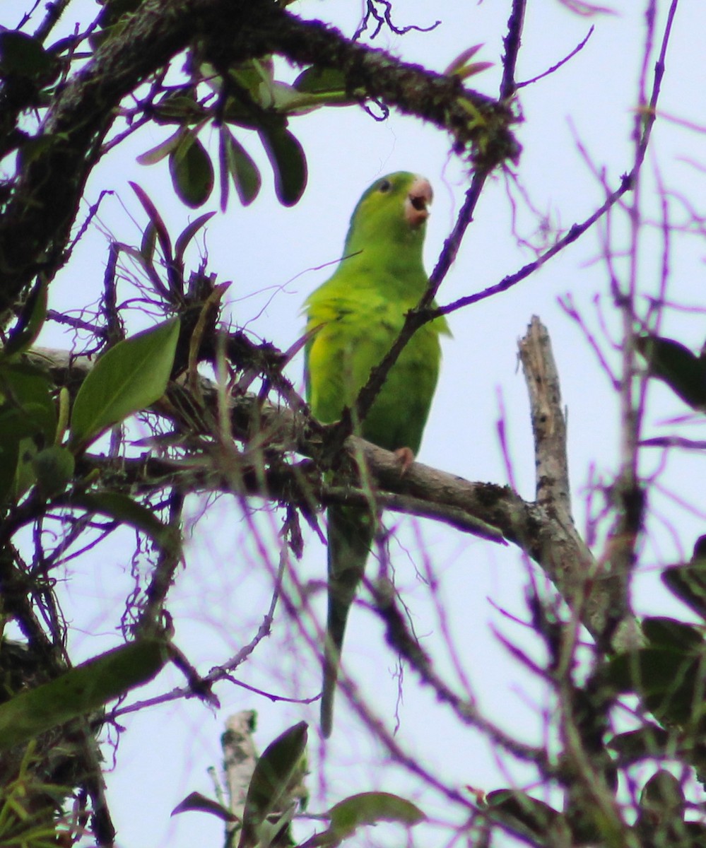 Plain Parakeet - ML620626862