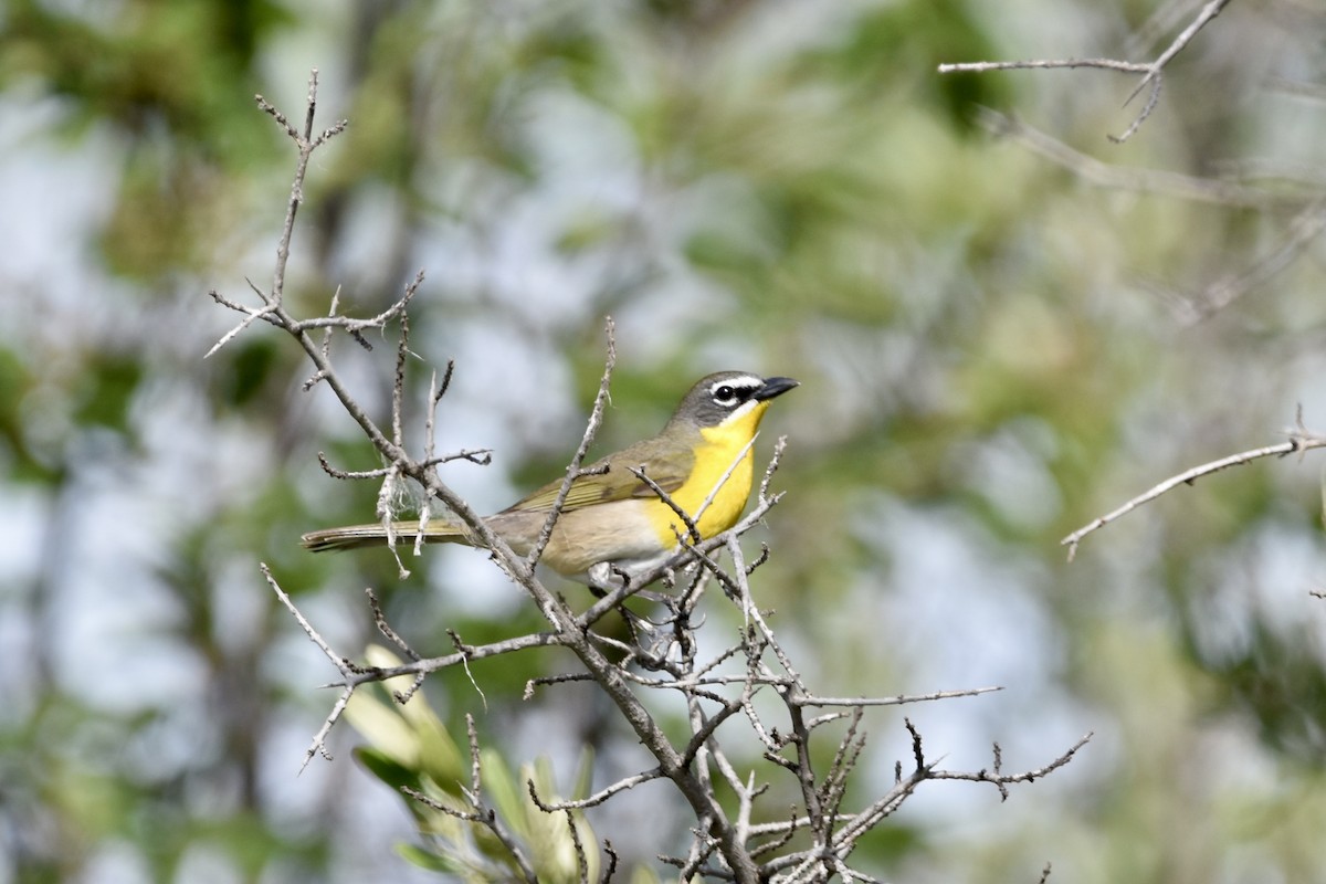 Yellow-breasted Chat - ML620626864