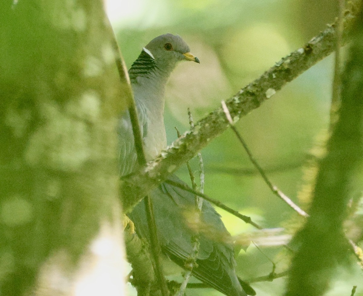 Band-tailed Pigeon - ML620626869