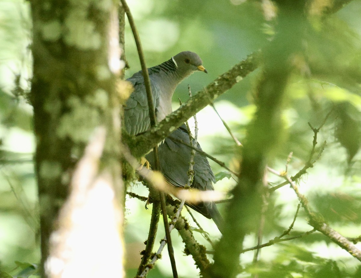 Band-tailed Pigeon - ML620626870