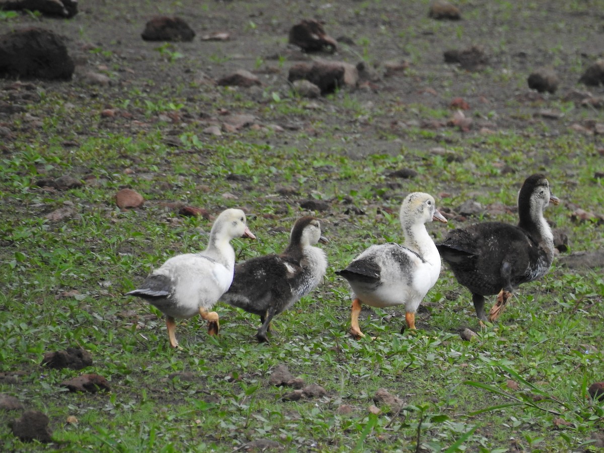 Muscovy Duck (Domestic type) - ML620626878