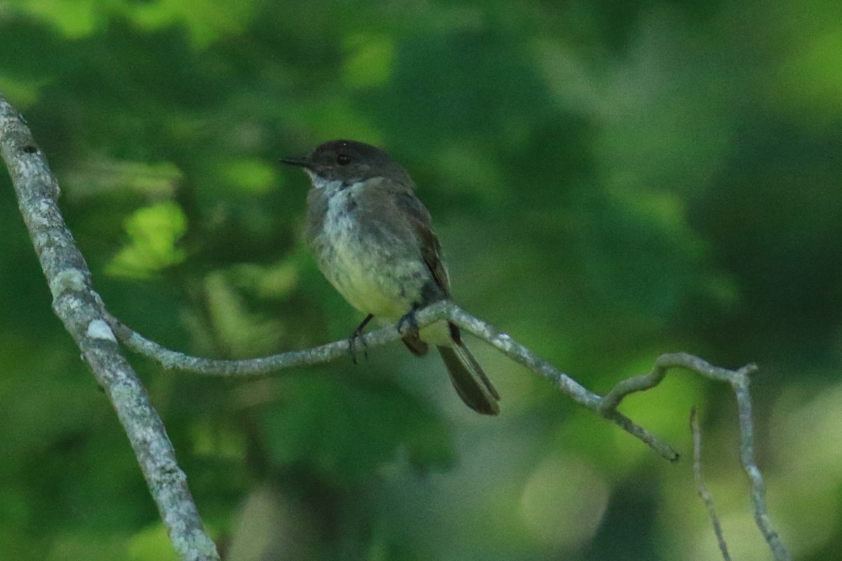 Eastern Phoebe - ML620626880