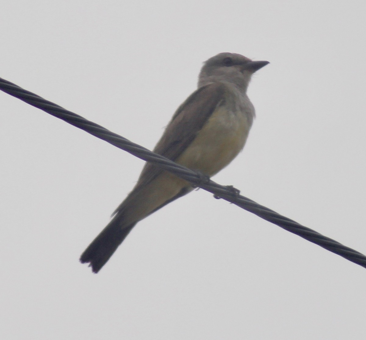 Western Kingbird - ML620626881